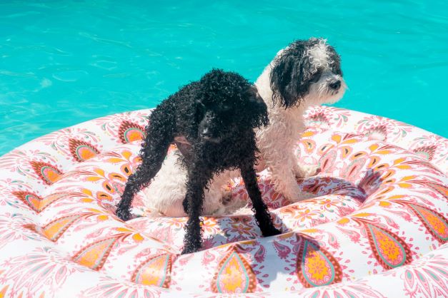 Dogs on Floaty in a Pool